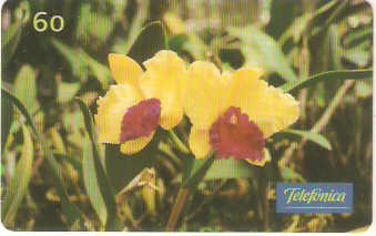 SP-0288 - Orquídea-Cattleya Almakee